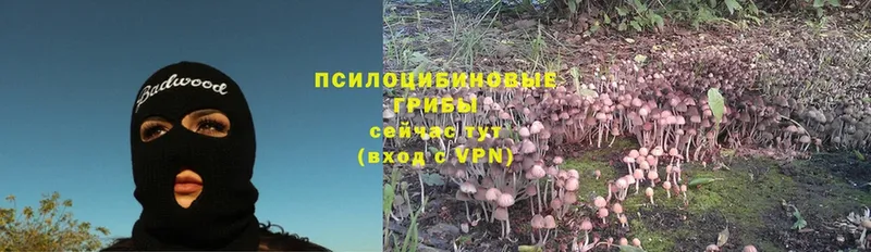 Псилоцибиновые грибы Psilocybe  Кореновск 